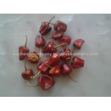 mundu chilli importer